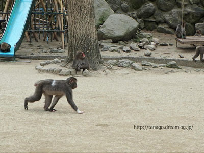 大分・高崎山自然動物園でサルの股くぐり