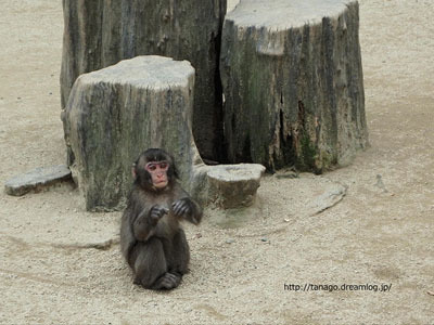 大分・高崎山自然動物園でサルの股くぐり