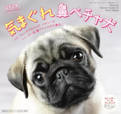 2024年版「鼻ペチャ犬カレンダー」新発売！