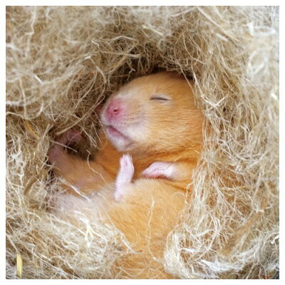 ペットとして人気のネズミの種類4つと飼い方！よく懐いて飼いやすいのはどれ？