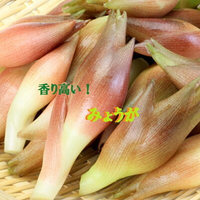 みょうがの栄養は?その成分や健康への効果・効能を解説!上手な食べ方は?