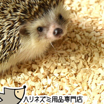 【夏眠に注意】ハリネズミの暑さ対策まとめ！適切な温度・湿度管理に必要なグッズも！