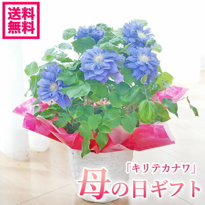 【連載】室内でも楽しめる鉢植えはどれ？初心者にもおすすめの春の花鉢をご紹介