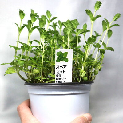 危険すぎるミントの繁殖力と再生力！庭に地植えしてはいけない理由はコレ！