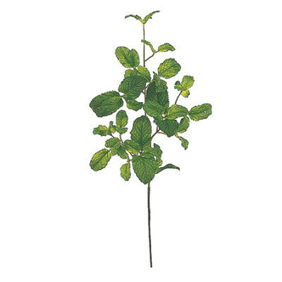 危険すぎるミントの繁殖力と再生力!庭に地植えしてはいけない理由はコレ!