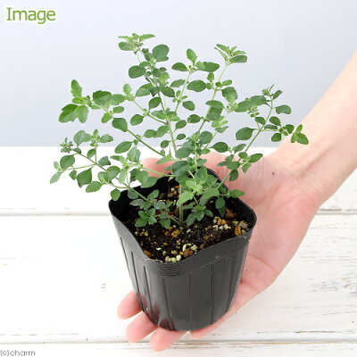 危険すぎるミントの繁殖力と再生力！庭に地植えしてはいけない理由はコレ！