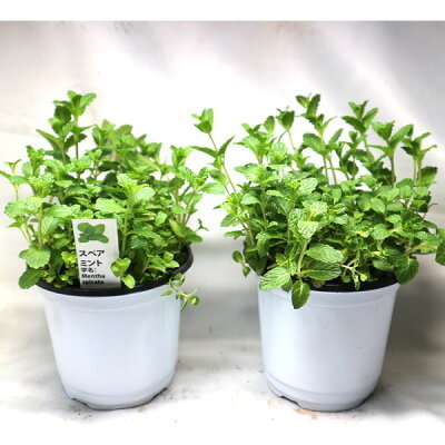 危険すぎるミントの繁殖力と再生力！庭に地植えしてはいけない理由はコレ！