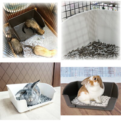 イタチをペットに!フェレットなどの飼いやすい種類や飼い方のポイントをご紹介!