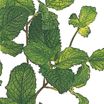 危険すぎるミントの繁殖力と再生力!庭に地植えしてはいけない理由はコレ!