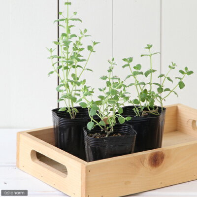 危険すぎるミントの繁殖力と再生力!庭に地植えしてはいけない理由はコレ!