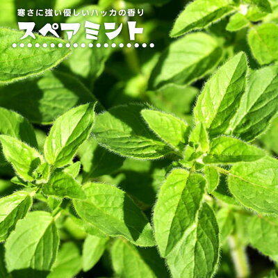 危険すぎるミントの繁殖力と再生力！庭に地植えしてはいけない理由はコレ！