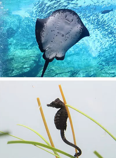 仙台うみの杜水族館が「たべっ子どうぶつ」コラボ！ 東北エリア初のイベント