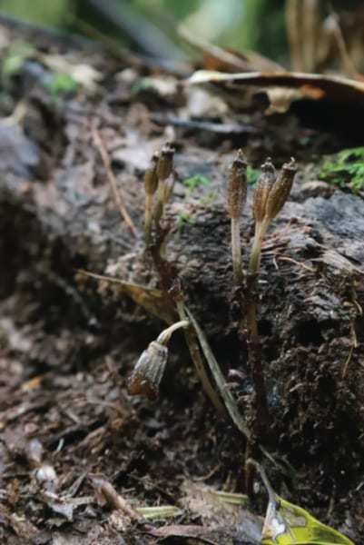 「世界一醜い新種のラン」を発見！ 光合成しないで菌と共生するユニークな植物（マダガスカル）