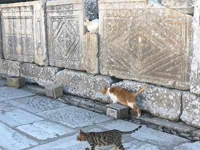 トルコはとにかく猫がたくさん！10日間の周遊で100匹以上撮影できました！