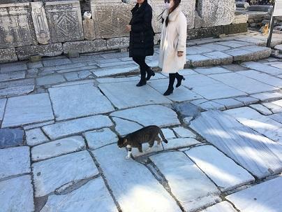 トルコはとにかく猫がたくさん！10日間の周遊で100匹以上撮影できました！