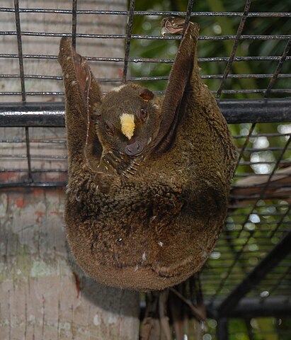 風が吹けば生き返る…？木から木へ滑空移動する妖怪「風狸」