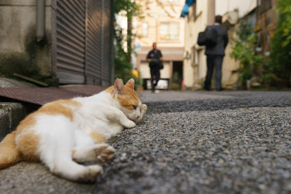 可愛い猫に出会える東京都内のおすすめスポット4選