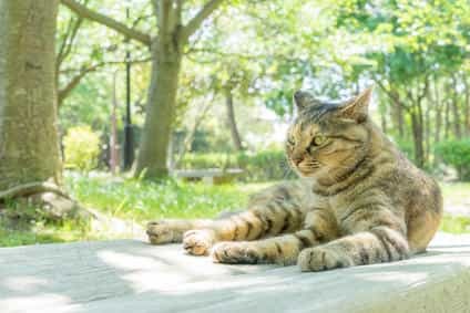 可愛い猫に出会える東京都内のおすすめスポット4選