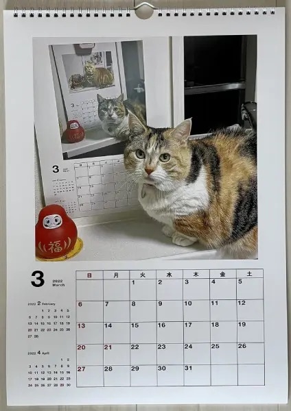 2015年から継続中のループ猫カレンダー　来年分も無事撮影終了