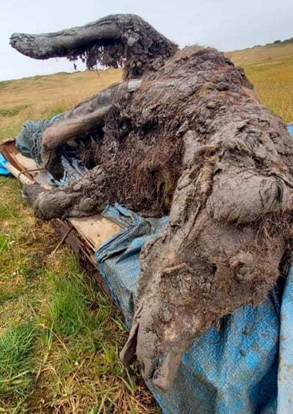 世界初、氷河期に絶滅したホラアナグマの「全身ミイラ」を発見（シベリア）