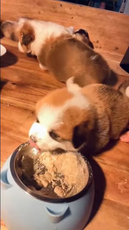 もふもふまんまるでかわいい子犬。ご飯がとてもおいしいようで、口の周りがご飯だらけになっちゃっているのも、たまらなくかわいい！！