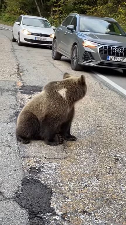 車道にあらわれたクマを興奮させないように運転するドライバーたち。そんな緊迫感ある中、渦中のクマたちはなんだかまったりしていました