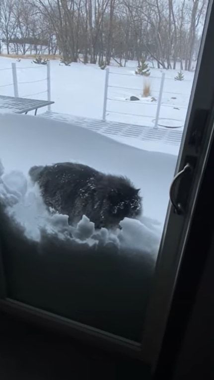 寒くて大変な雪かき。この猫の手はぜひ借りたい！！実際に雪かきに「猫の手」を借りたらどうなるの？？