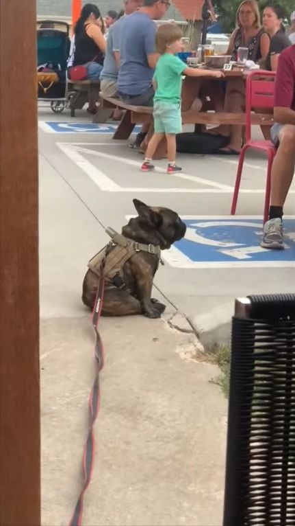 「誰かご飯くれないかな〜？」他所様のお食事風景を眺める犬。飼い主さんに名前に呼ばれたら、流石に諦めるかと思いきや・・・