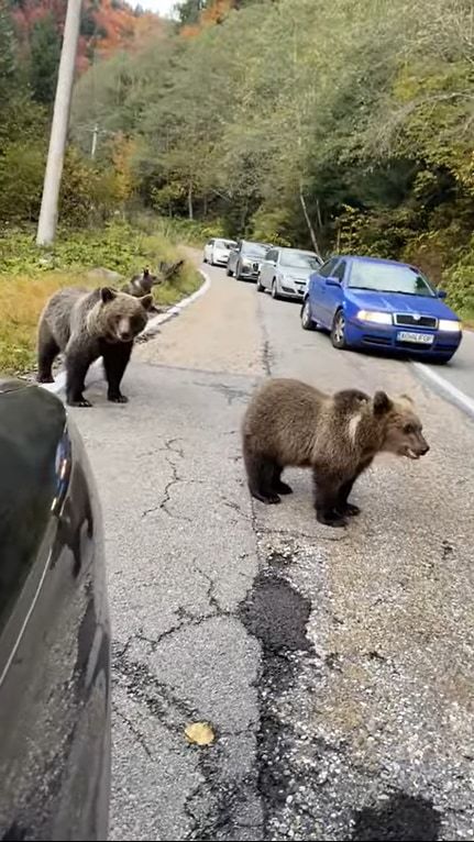 車道にあらわれたクマを興奮させないように運転するドライバーたち。そんな緊迫感ある中、渦中のクマたちはなんだかまったりしていました