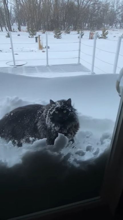 寒くて大変な雪かき。この猫の手はぜひ借りたい！！実際に雪かきに「猫の手」を借りたらどうなるの？？