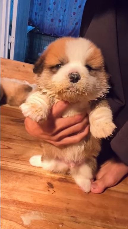 もふもふまんまるでかわいい子犬。ご飯がとてもおいしいようで、口の周りがご飯だらけになっちゃっているのも、たまらなくかわいい！！