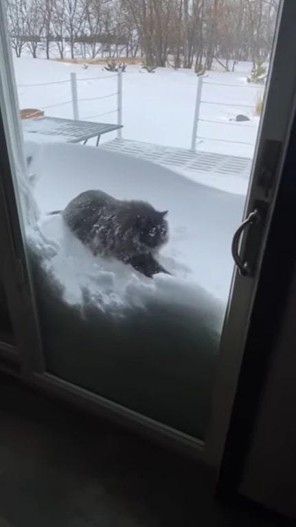 寒くて大変な雪かき。この猫の手はぜひ借りたい！！実際に雪かきに「猫の手」を借りたらどうなるの？？