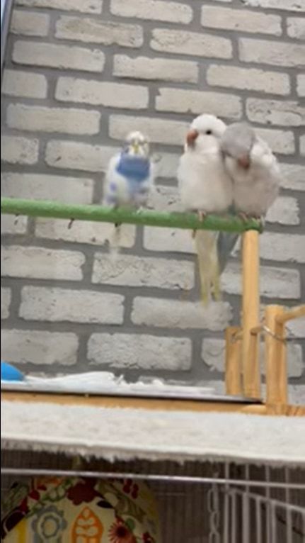 止まり木の上で横並びになってすごすインコたち。体をツンツンして、みんな体のお掃除中！！