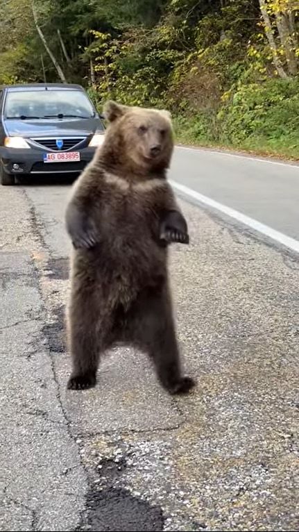 車道にあらわれたクマを興奮させないように運転するドライバーたち。そんな緊迫感ある中、渦中のクマたちはなんだかまったりしていました