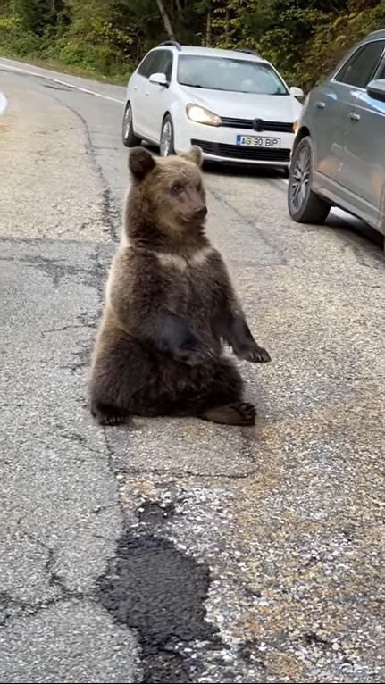 車道にあらわれたクマを興奮させないように運転するドライバーたち。そんな緊迫感ある中、渦中のクマたちはなんだかまったりしていました