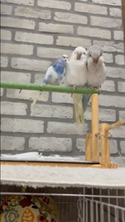 止まり木の上で横並びになってすごすインコたち。体をツンツンして、みんな体のお掃除中！！