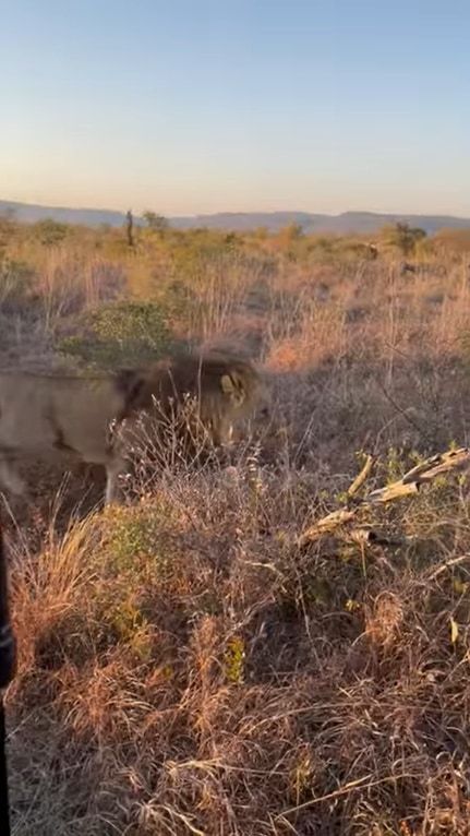 歩いているだけで『百獣の王』の威厳を感じる。ライオンのオスがたてがみを揺らし、車の前を悠然と歩いていきました