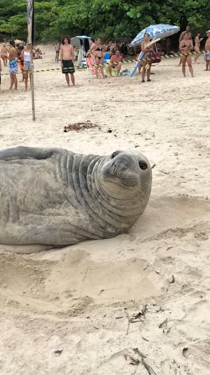 ブラジルのビーチに姿をあらわしたゾウアザラシ。砂浜に横たわり、ポリポリ体を掻いたり寝返りを打ったり・・・、なんだかのんびりくつろいでいるようです