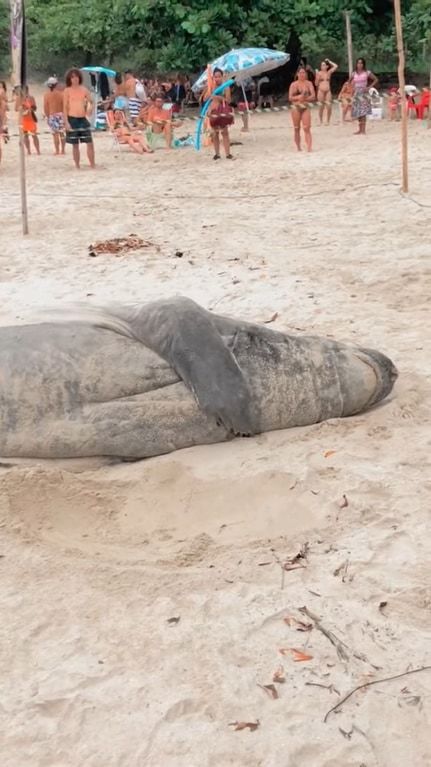 ブラジルのビーチに姿をあらわしたゾウアザラシ。砂浜に横たわり、ポリポリ体を掻いたり寝返りを打ったり・・・、なんだかのんびりくつろいでいるようです