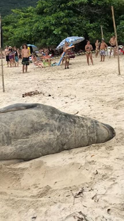 ブラジルのビーチに姿をあらわしたゾウアザラシ。砂浜に横たわり、ポリポリ体を掻いたり寝返りを打ったり・・・、なんだかのんびりくつろいでいるようです