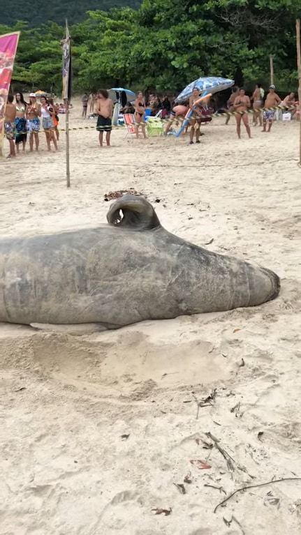 ブラジルのビーチに姿をあらわしたゾウアザラシ。砂浜に横たわり、ポリポリ体を掻いたり寝返りを打ったり・・・、なんだかのんびりくつろいでいるようです