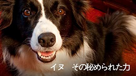 ペットが登場するおすすめドラマ・映画！感動や笑いがある犬と猫が題材の作品を紹介