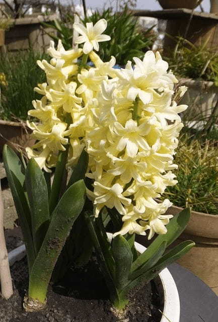 ヒヤシンスの花言葉は？その由来は名前の語源でもある美少年にあった！