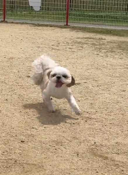 前足が外側に開くシーズー　他のワンちゃんと違ってもそれは立派な「個性」