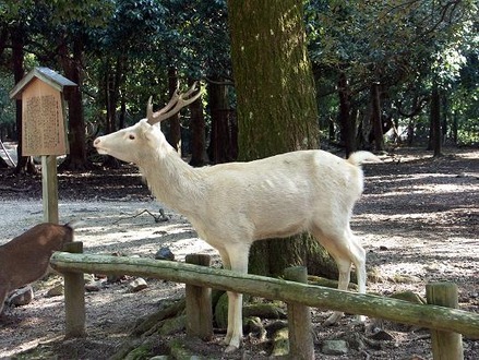 「神の使い」白い鹿の姿に世界が魅了される！実際に目の前に現れたら幸運が訪れそう！