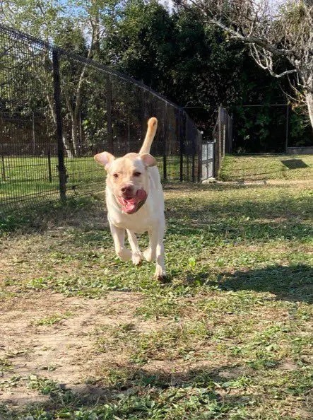 「スリッパやっつけておきましたワン！」　愛犬の充実した表情に飼い主トホホ