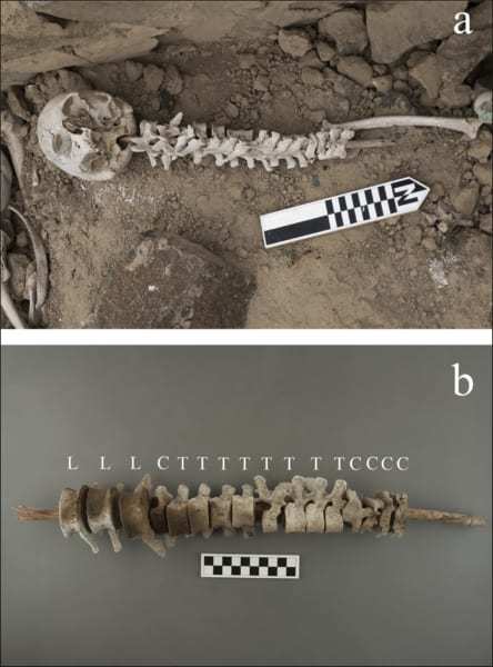 謎の「串刺し人骨」をペルーの遺跡で発見！　そこには悲しい経緯が…