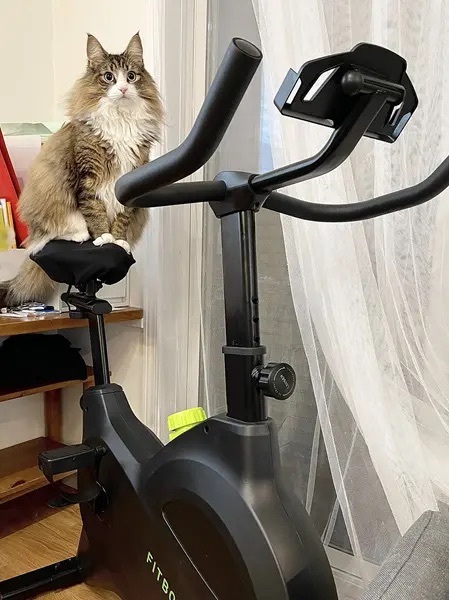 飼い主の代わりにダイエット？フィットネスバイクにハマってしまった猫さん