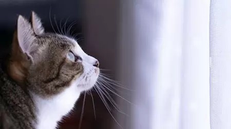 私は猫になりたい。 ～癒しにもなる最強の生き物～