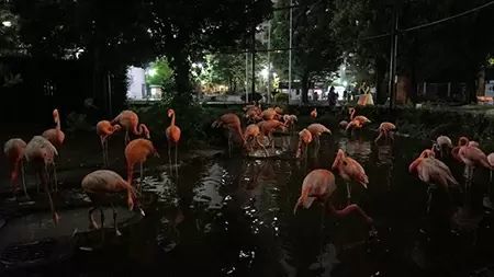 上野動物園、「夜間開園」を実施 8月11日から6日間